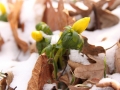 Únorová zahrada – mezi zimou a jarem IMG_3304