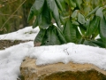 Únorová zahrada – mezi zimou a jarem Untitled-76