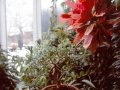 zimní zahrada víšek (11)