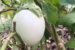 egg-eggplant-plant-761624