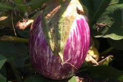 eggplant-2714324
