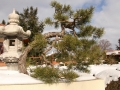 japonská zahrada v zimě (9)